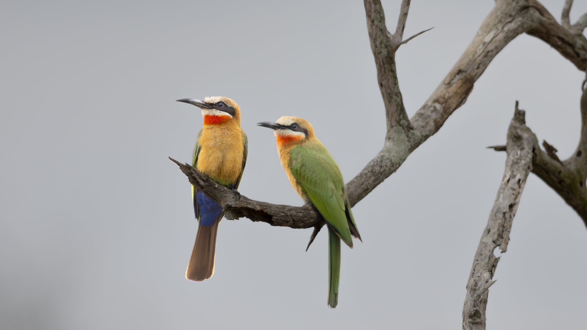 Kruger25 2025 10 28 11 27 17 ILCE 1M2 41